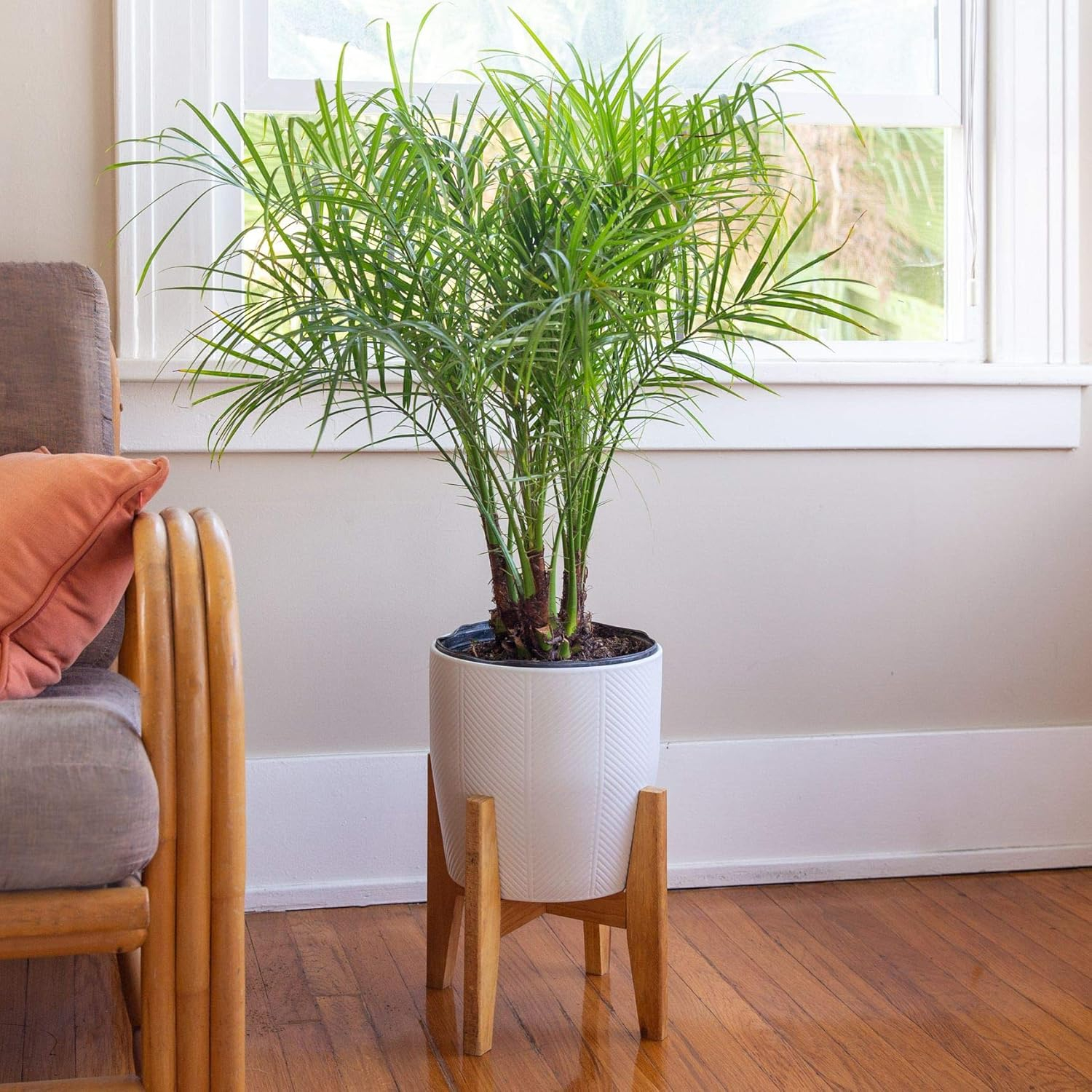 Phoenix Roebelenii Green Miniature Pygmy Date Palm Tree