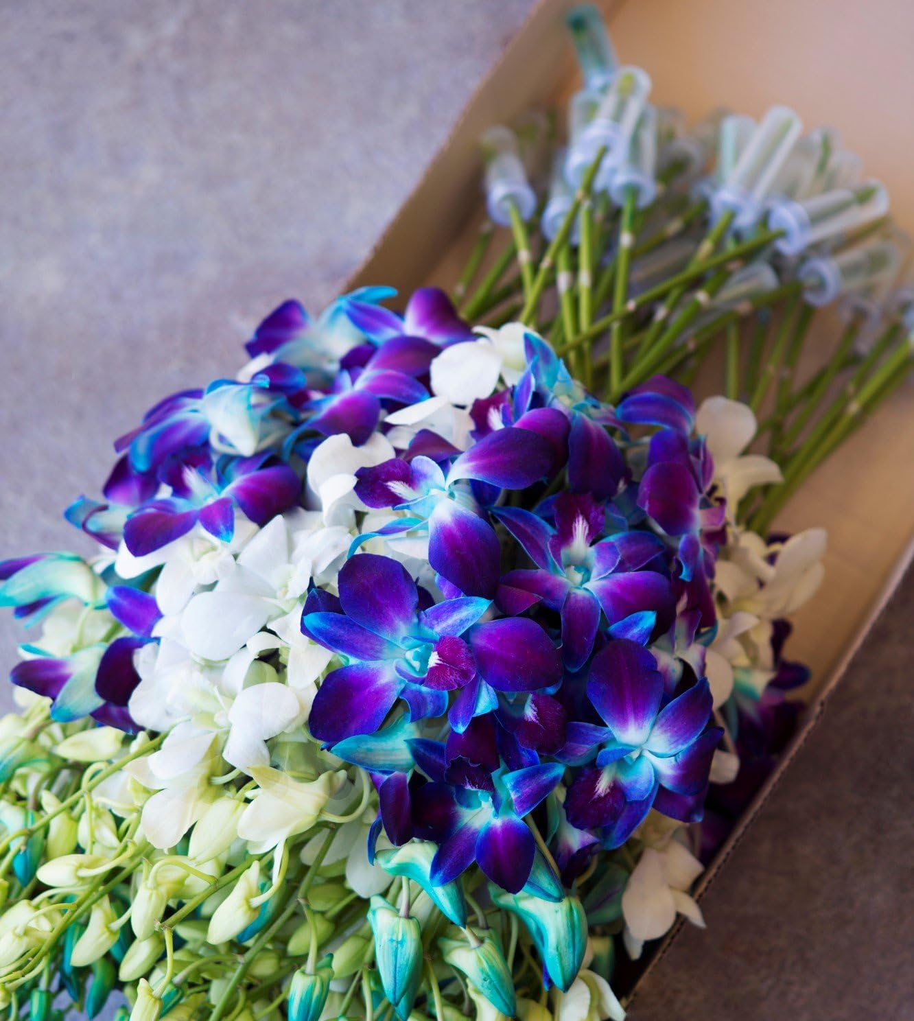 KaBloom : 40 Blue-white Dendrobium Orchids Next-Day Delivery, Gift for Every Occasion.