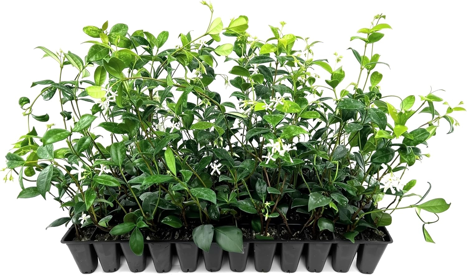 Star Confederate Jasmine | 3 Live Plants | Trachelospermum jasminoides | Flowering Vine Plants | Evergreen Ground Cover for Landscaping
