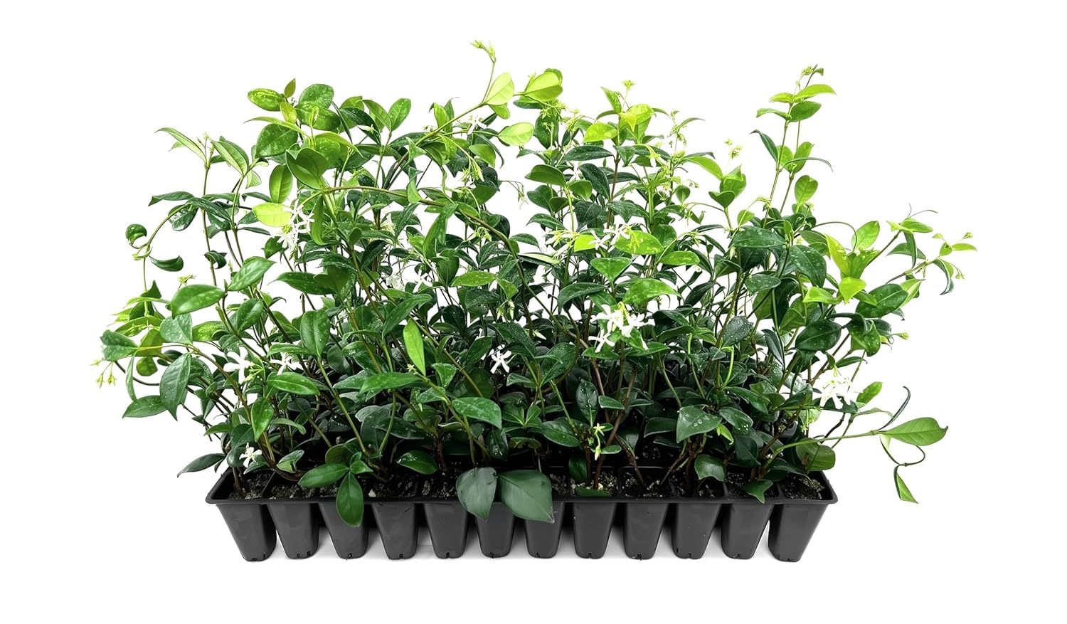 Star Confederate Jasmine | 3 Live Plants | Trachelospermum jasminoides | Flowering Vine Plants | Evergreen Ground Cover for Landscaping