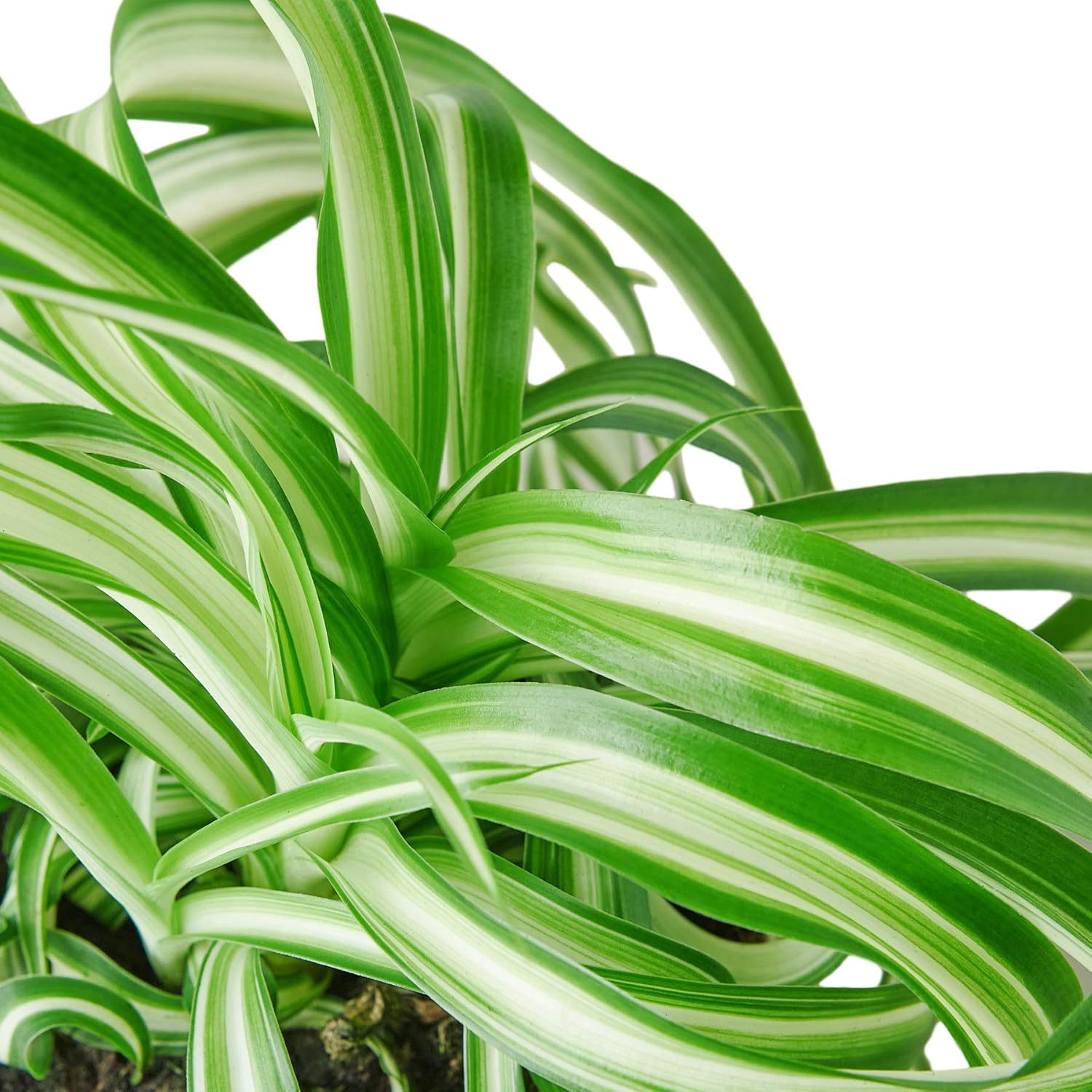 House Plant Shop | Spider 'Bonnie' - 4" Pot | Live Indoor Plant | Easy to Care | Natural Décor Plant | Great Gifts| Free Care Guide