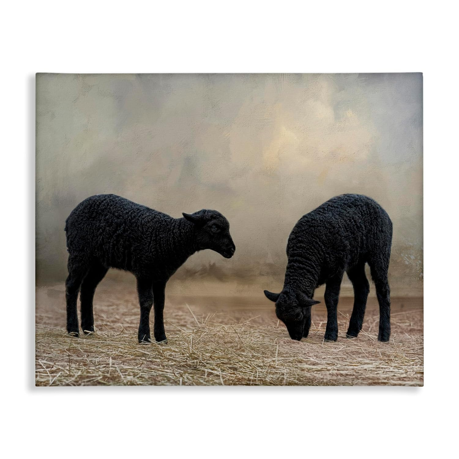 Stupell Industries Black Sheep Grazing Animals & Insects Photography Gallery Wrapped Canvas Art Print Wall Art, 20 x 16