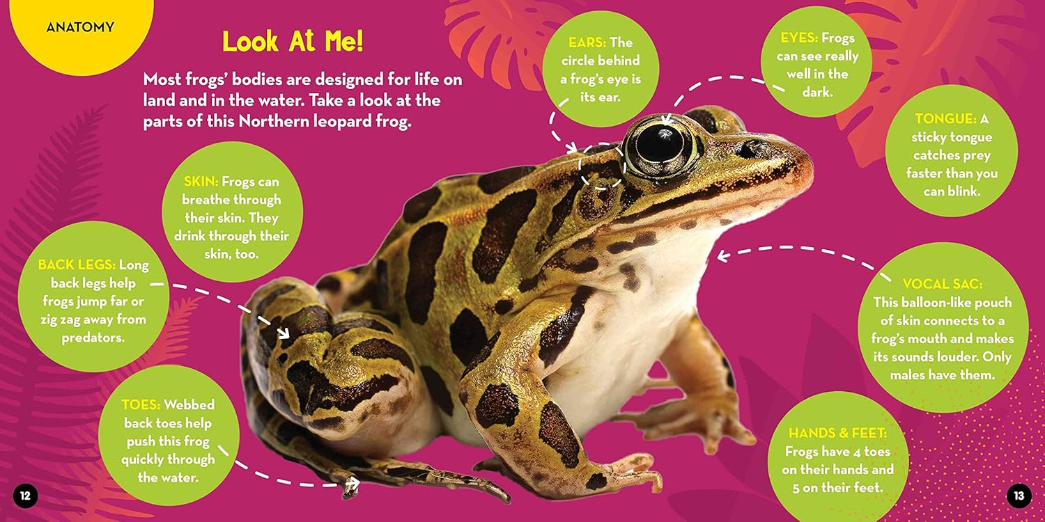 Go Wild! Frogs - by  Alicia Klepeis (Hardcover)