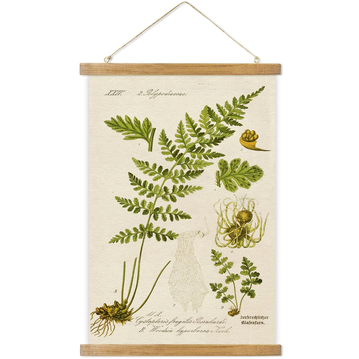 Vintage Illustrative Reference Plant Hanging Poster, Retro Style of Botanical Wall Art Prints, Printed on Linen with Wood Frames, Ready to Hang