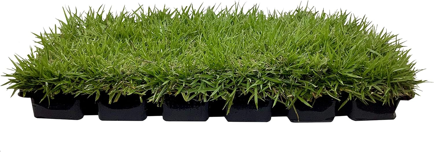 Florida Foliage Zoysia Sod Plugs - Large 3" x 3" Plugs - 18 Count Tray - Drought, Salt & Shade Tolerant Turf Grass