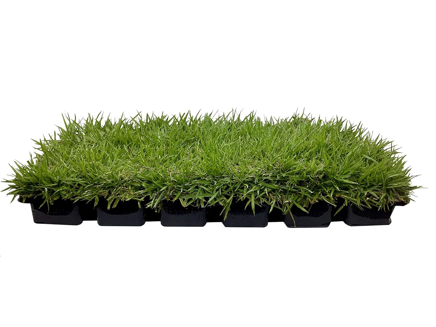 Florida Foliage Zoysia Sod Plugs - Large 3" x 3" Plugs - 18 Count Tray - Drought, Salt & Shade Tolerant Turf Grass