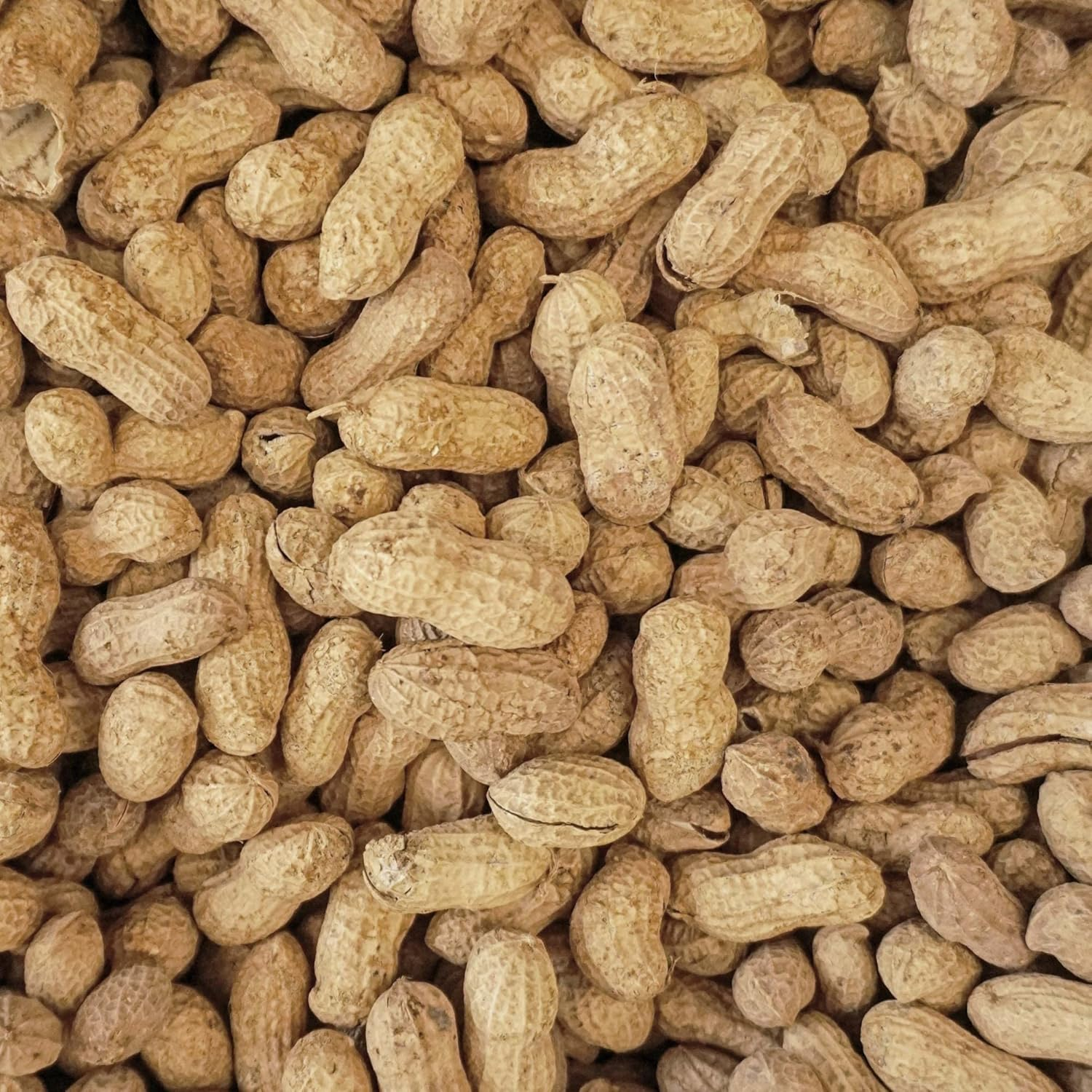 Wingfield Farm Virginia In-Shell Peanuts, 25 Pound Bag