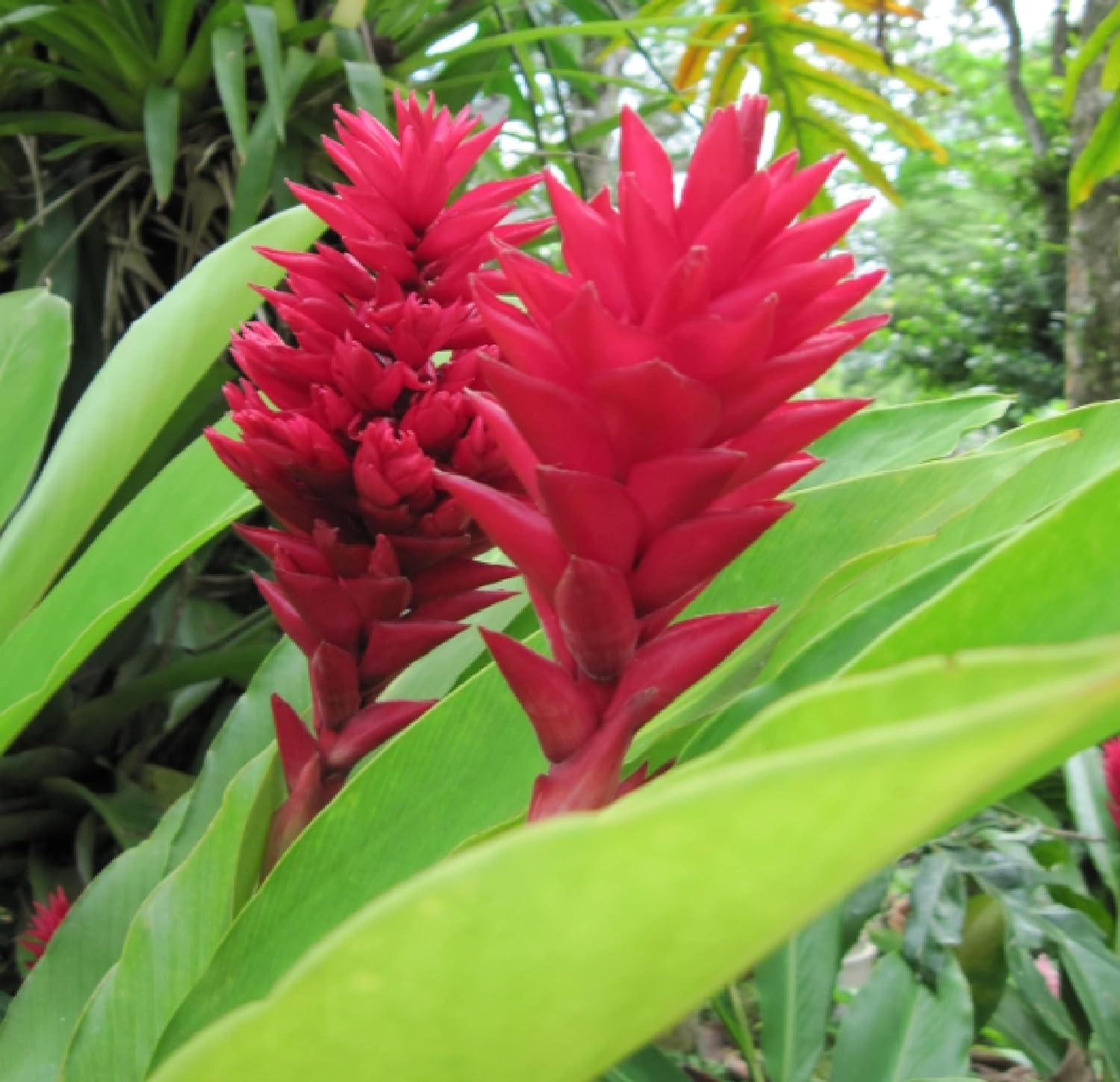 Red Alpinia Purpurata Ginger Plant Bulb 1 PK (2 Roots Each 2"-4" Long) Shade & Sun