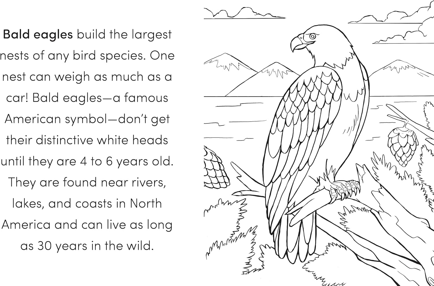 Bird Book for Kids: Fun Facts and Coloring Adventures
