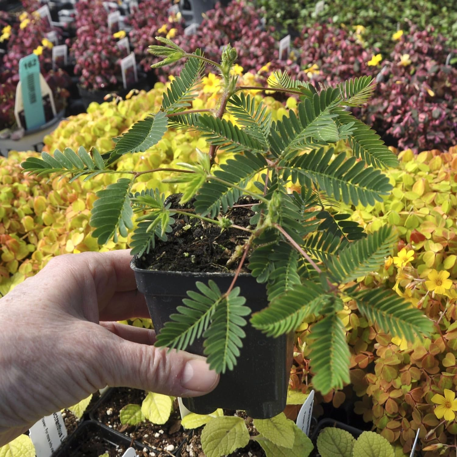 Mimosa Pudica, Sensitive Plant - Pot Size: 3" (2.6x3.5") - Flowering Plants, Houseplants