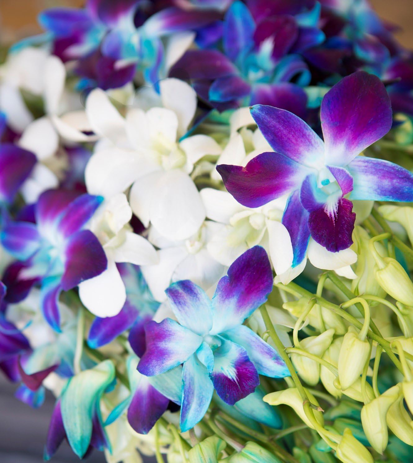 KaBloom : 40 Blue-white Dendrobium Orchids Next-Day Delivery, Gift for Every Occasion.