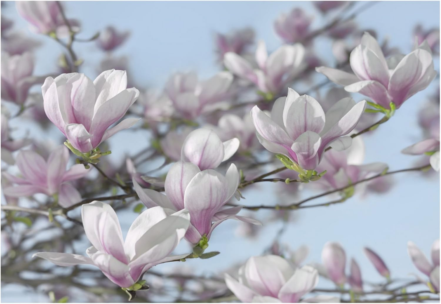 Komar Magnolia Wall Mural
