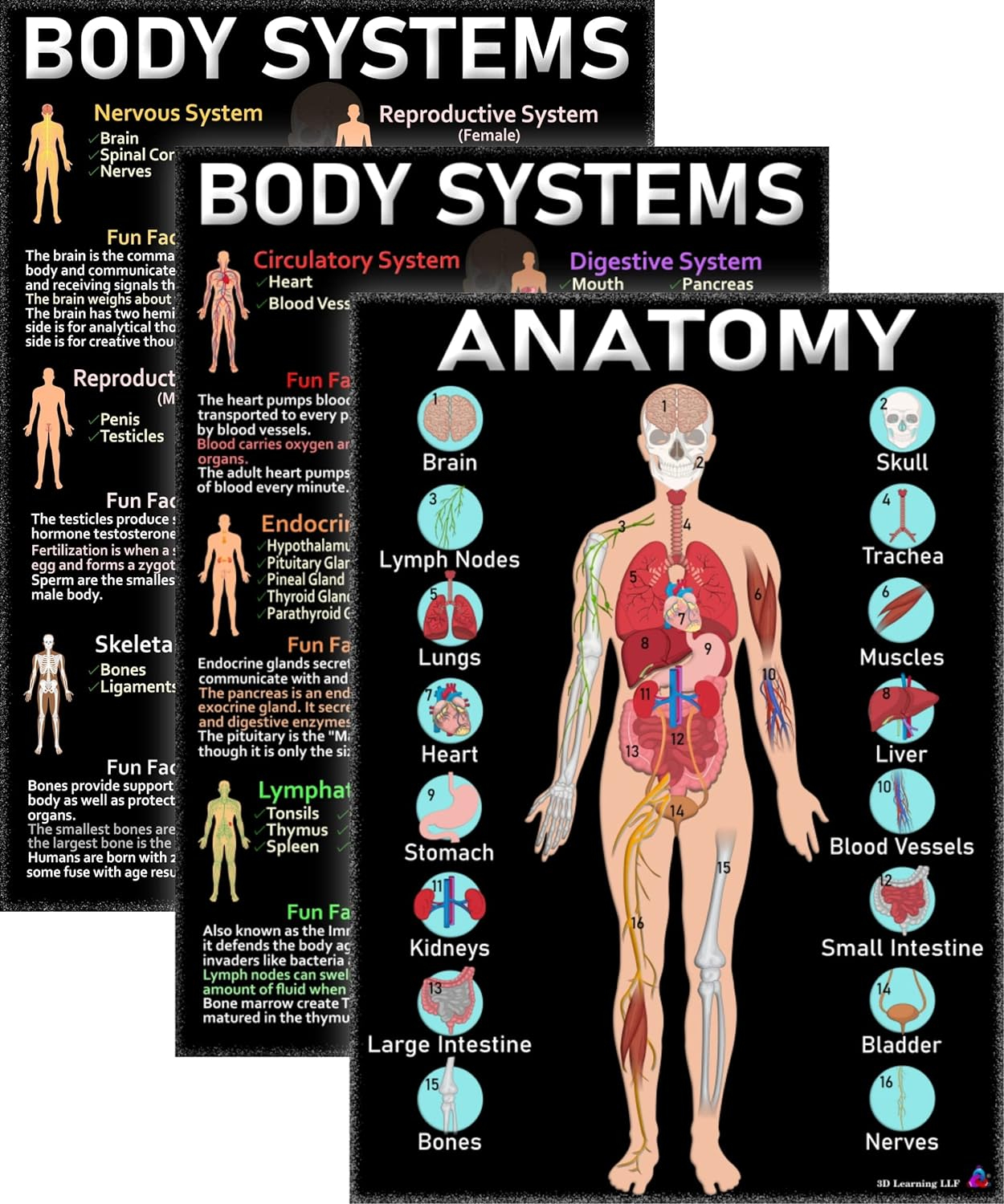 Human Anatomy & Body Systems Laminated Posters - 14x19.5, Science Educational Charts & Classroom Decorations, Back to School Supplies, Learning Posters for Biology Class, STEM & STEAM