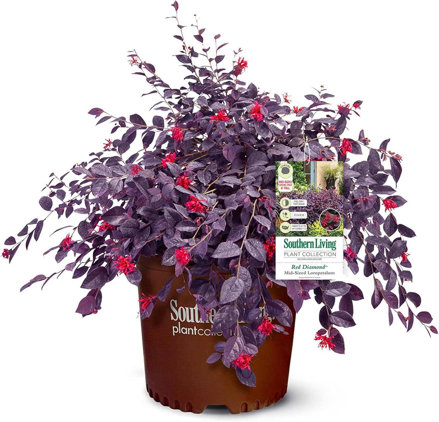 Southern Living Red Diamond Loropetalum Live Shrub in 2-Gallon Grower Pot