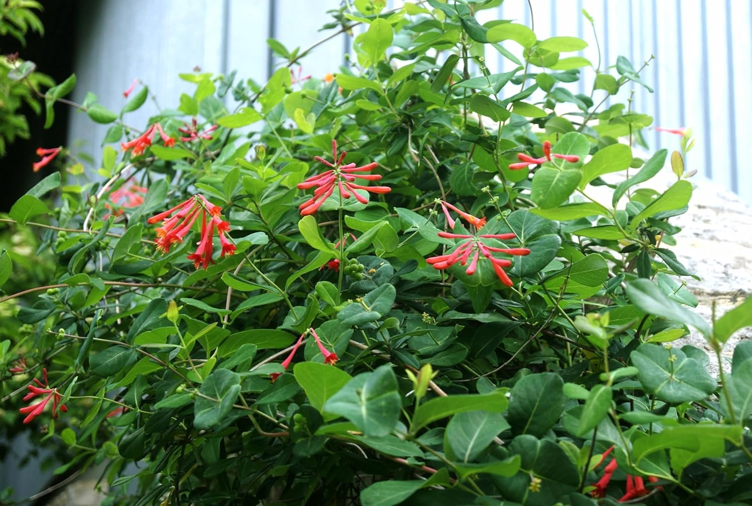 Coral Honeysuckle 3-Pack Live Plants for Hummingbirds