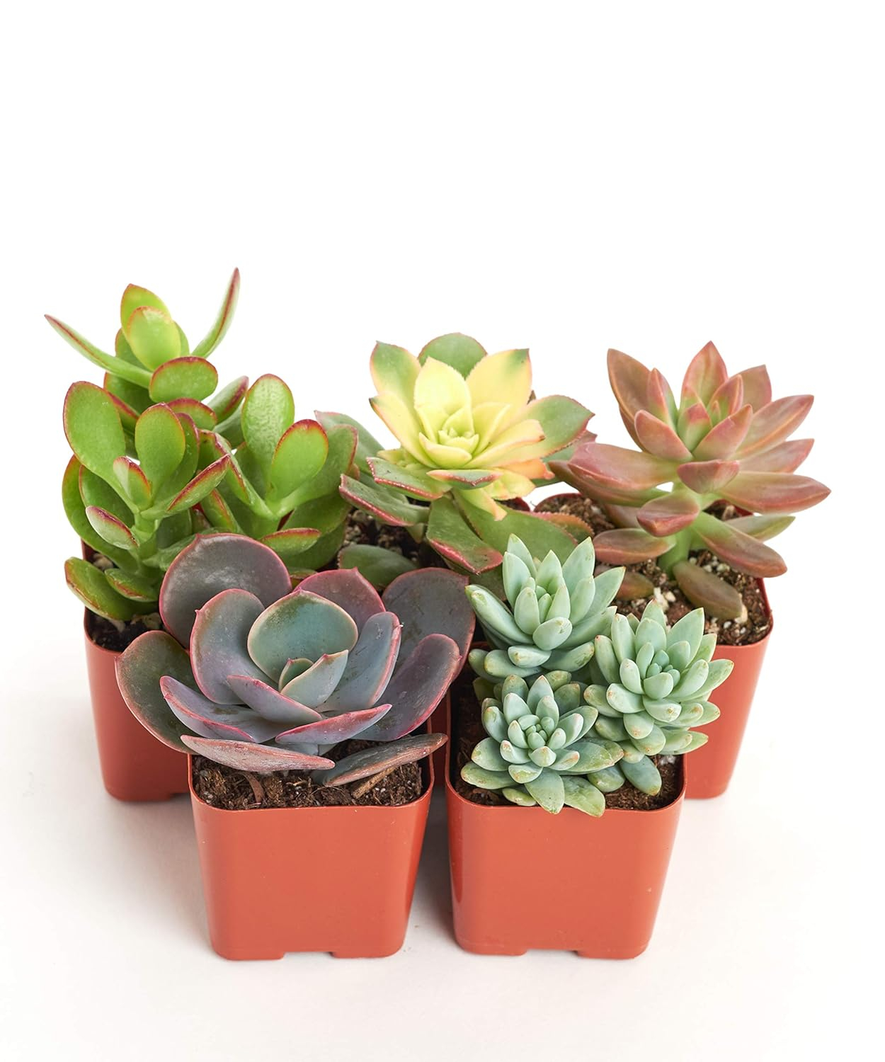 Unique Mix Live Succulents in Soil Hand Selected Variety (5-Pack)