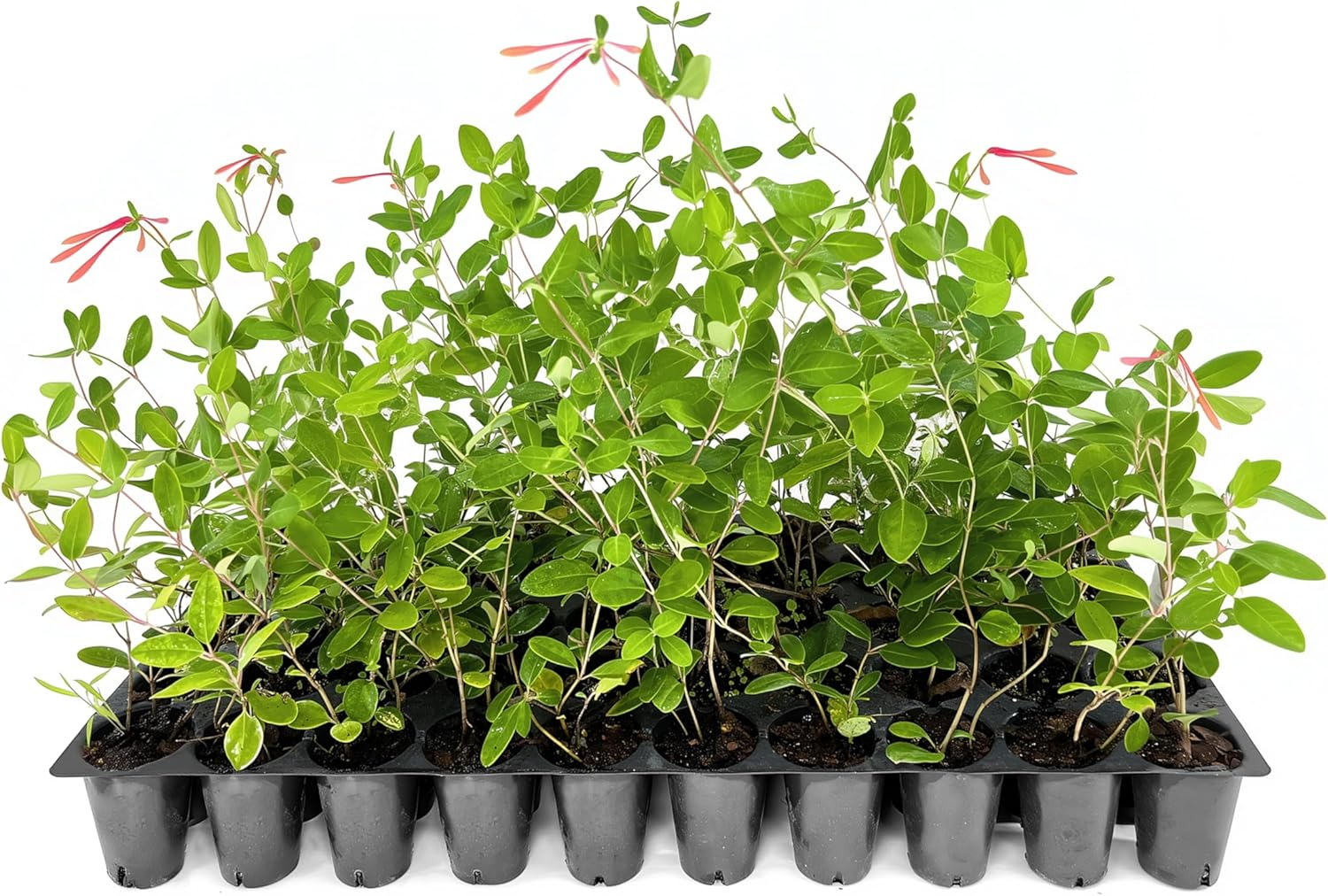 Coral Honeysuckle 3-Pack Live Plants for Hummingbirds