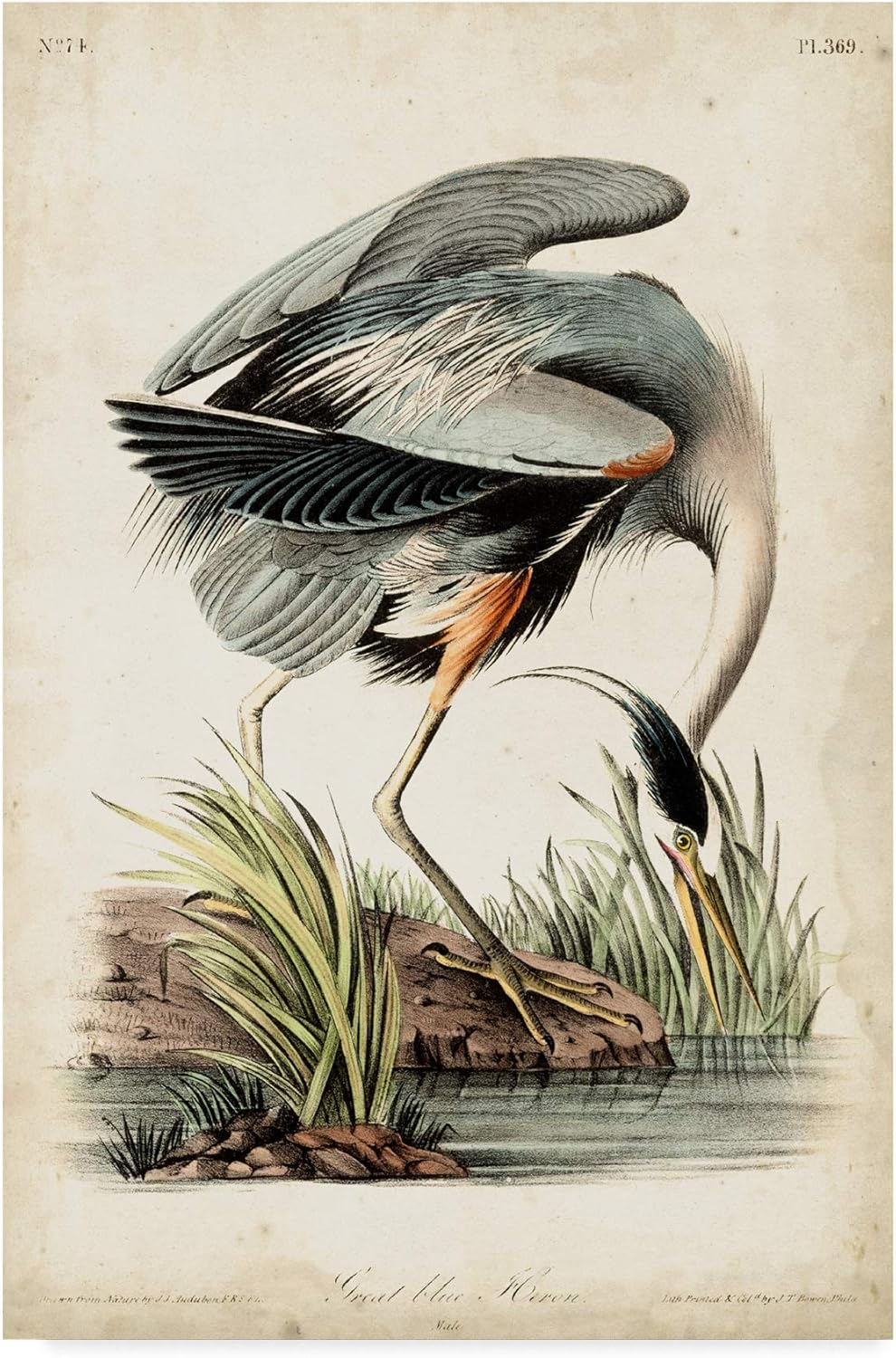 Art.com Great Blue Heron Art Print by John James Audubon, 16" x 24"