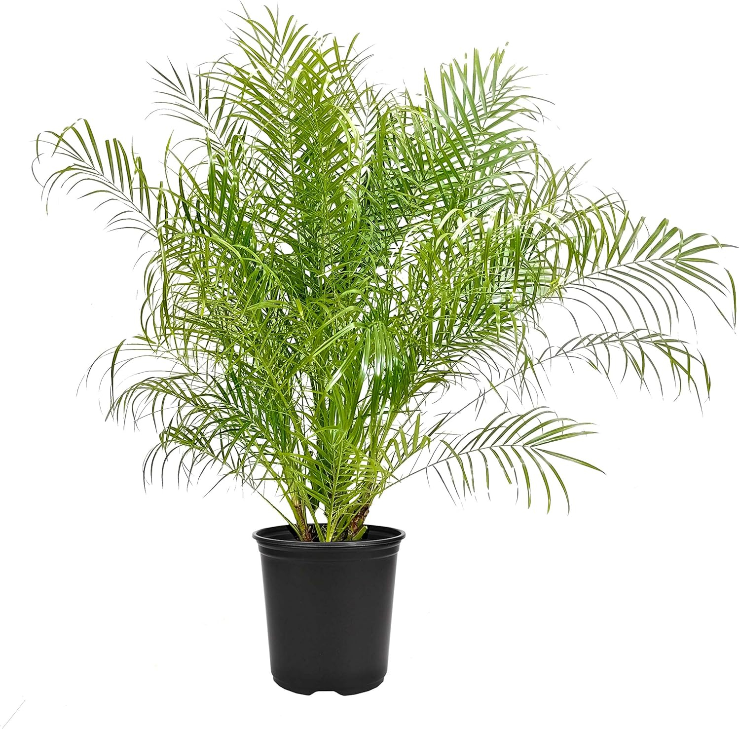 Phoenix Roebelenii Green Miniature Pygmy Date Palm Tree