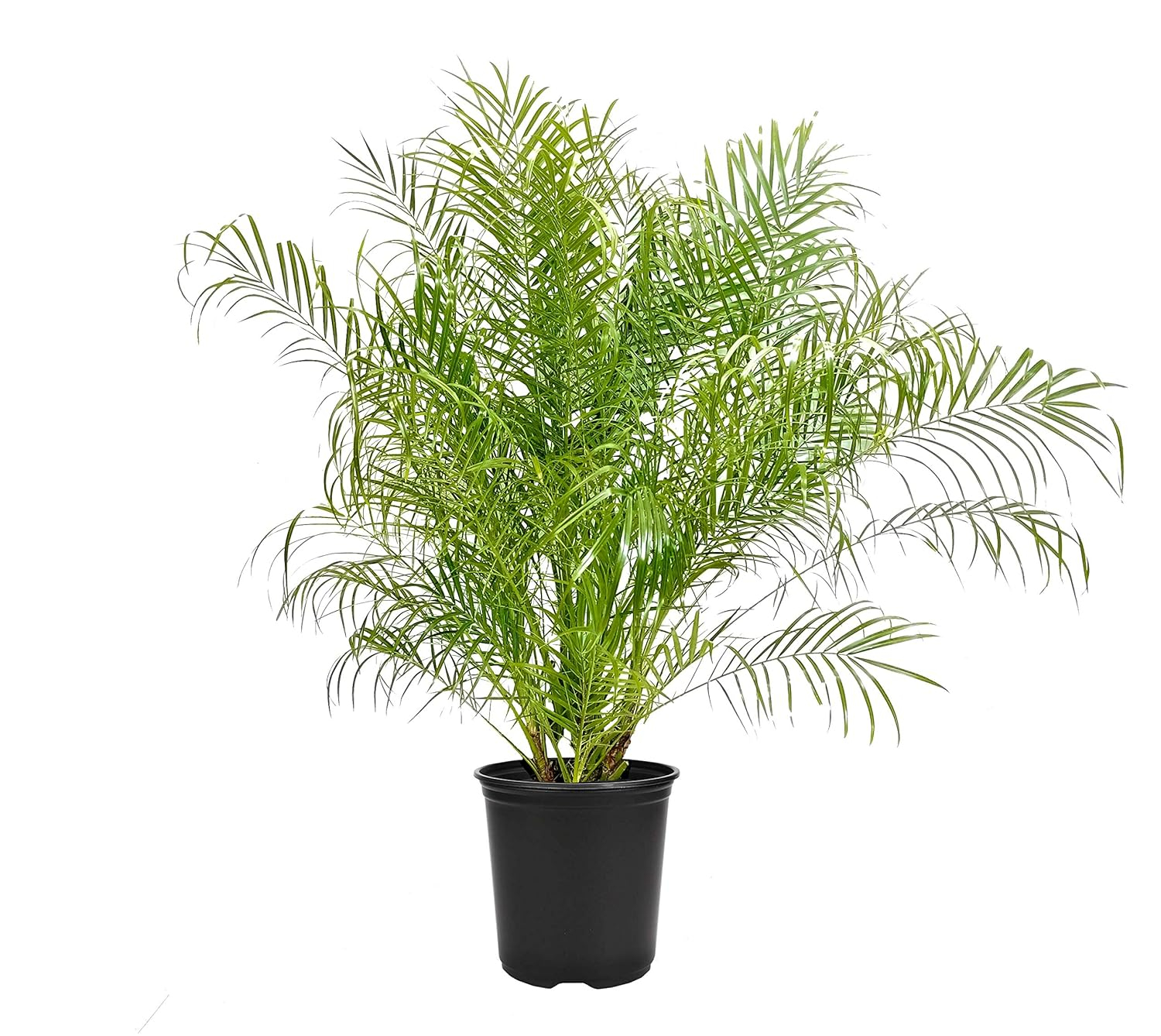 Phoenix Roebelenii Green Miniature Pygmy Date Palm Tree