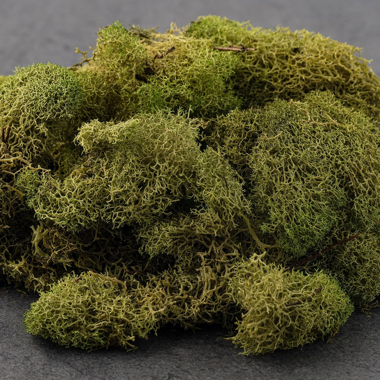 Quality Growers Preserved Reindeer Moss 108.5 Cubic Inches-Spring Green