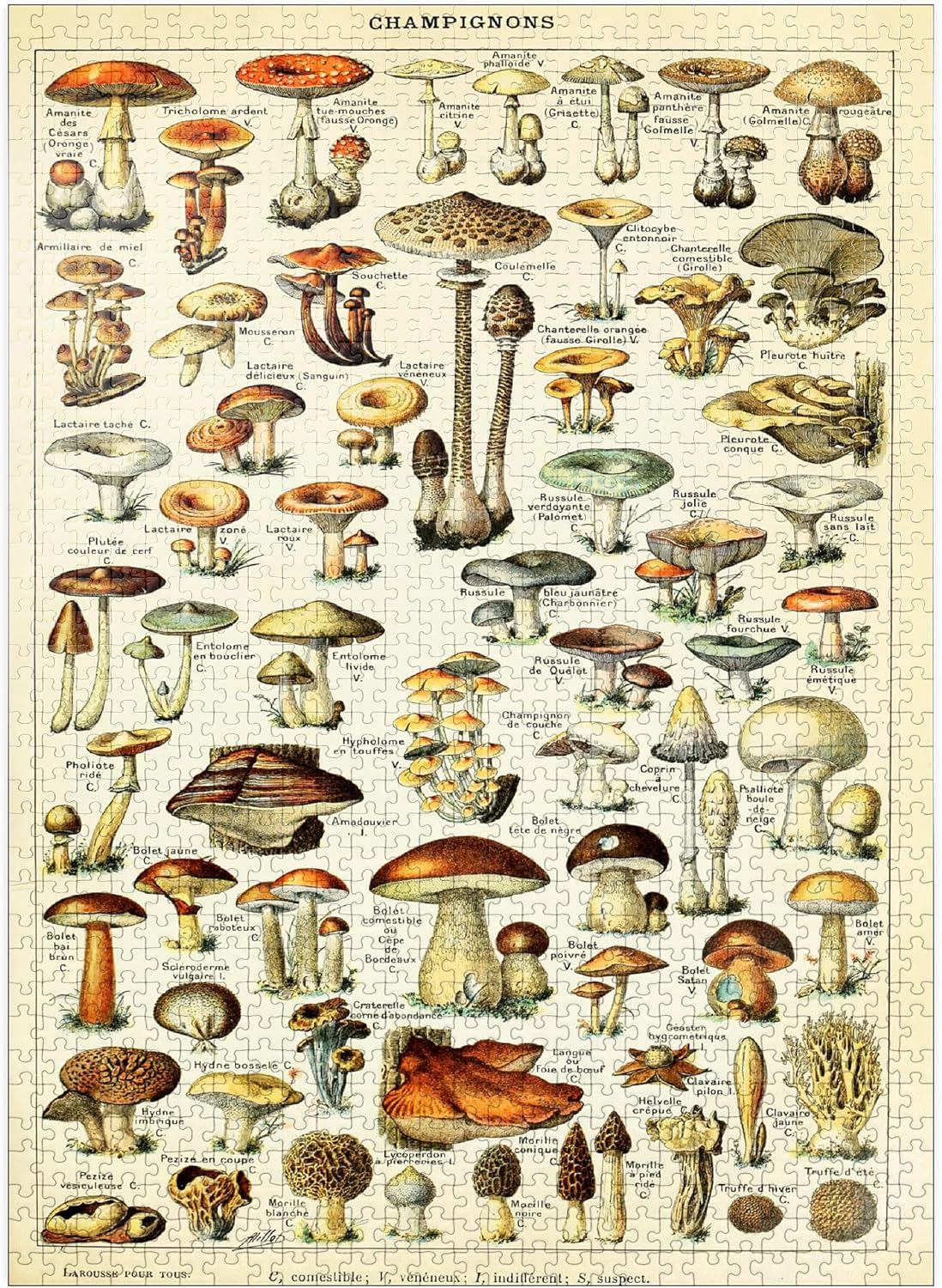 MyPuzzle - Champignons - Mushrooms For All, Vintage Art Poster, Adolphe Millot - Premium 1000 Piece Jigsaw Puzzle for Adults