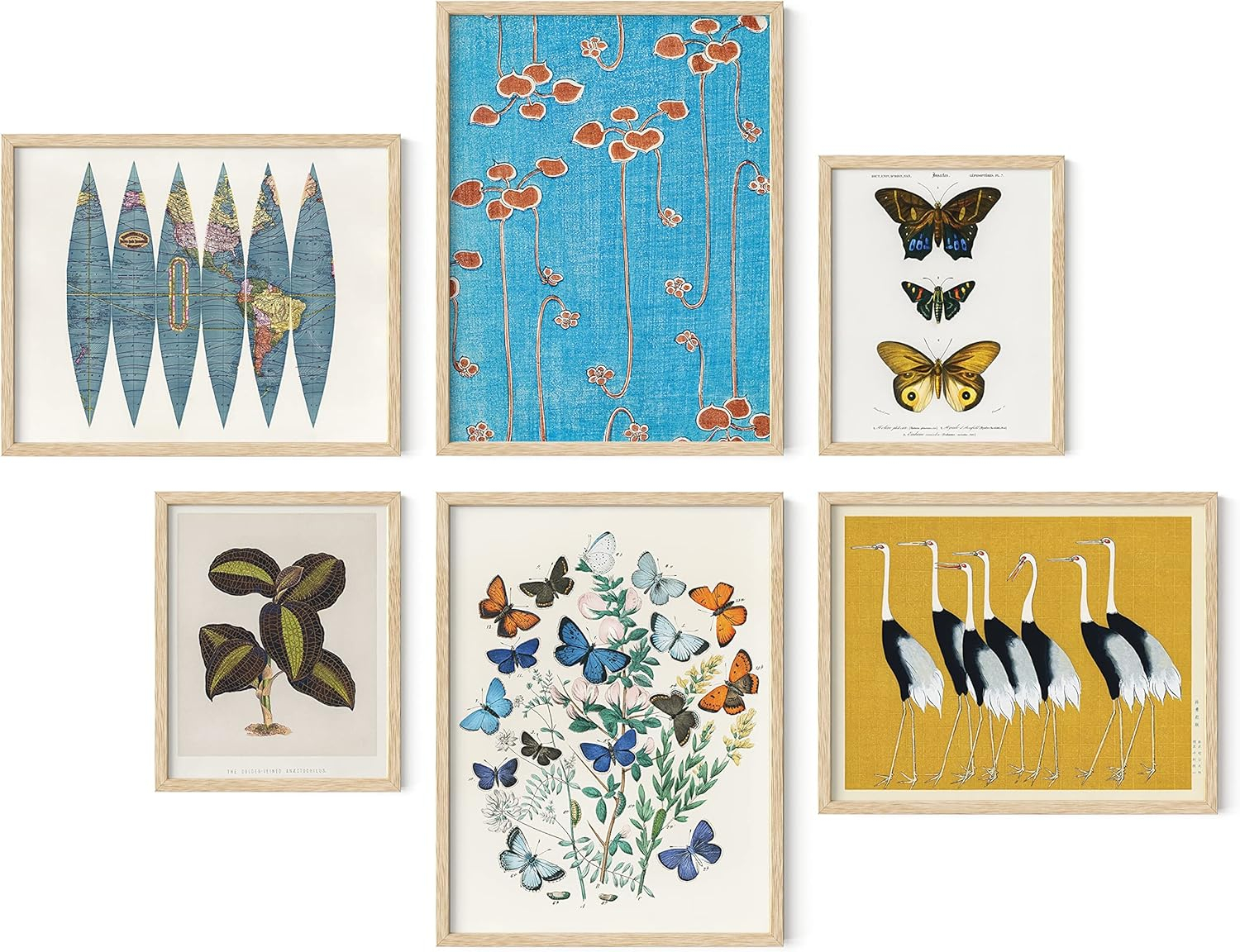 HAUS AND HUES Vintage Art Prints - Butterfly Posters for Room Aesthetic Vintage, Nature Posters, Botanical Vintage Posters, Cottagecore Poster, Wall Gallery Decor, Classic Art Poster (Unframed)