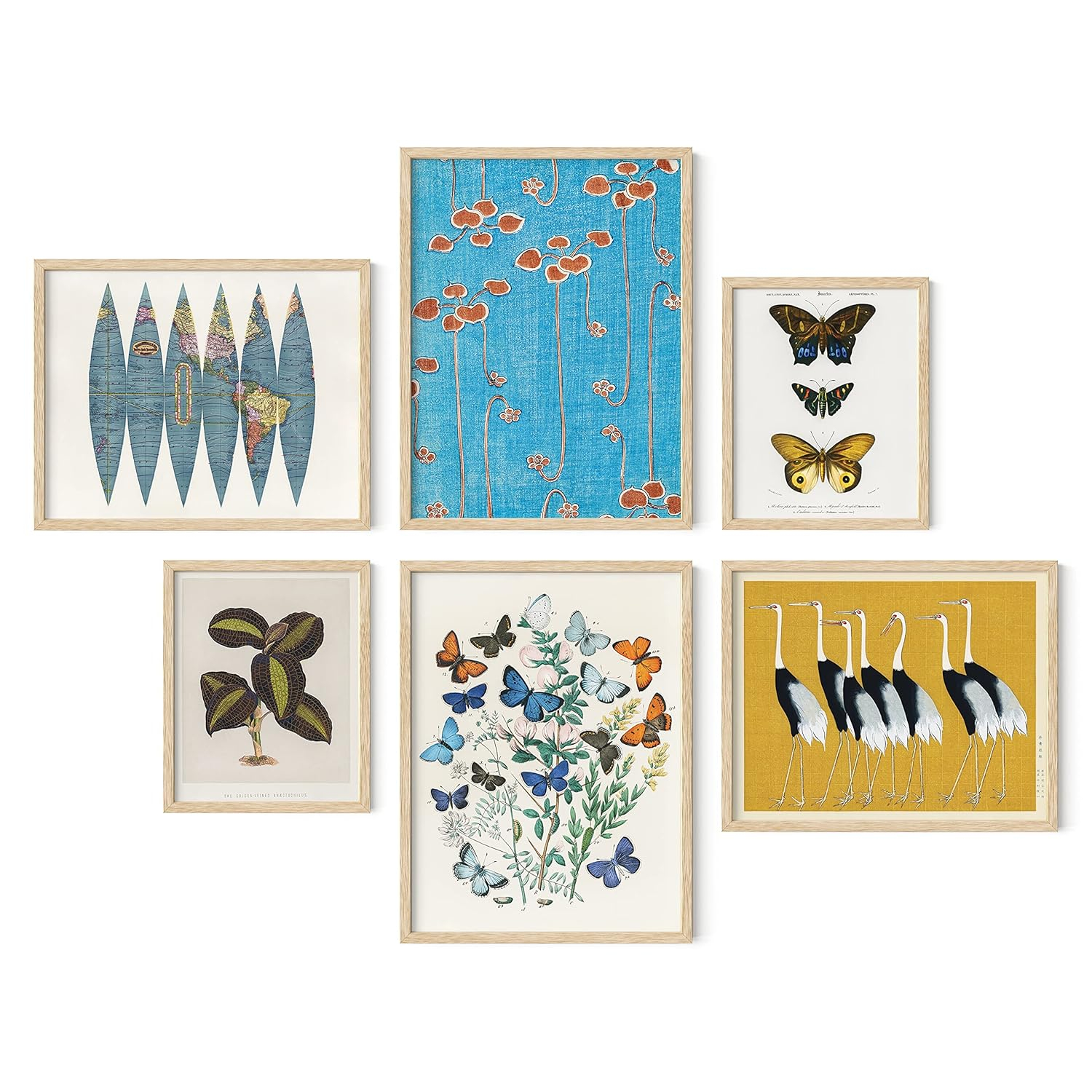 HAUS AND HUES Vintage Art Prints - Butterfly Posters for Room Aesthetic Vintage, Nature Posters, Botanical Vintage Posters, Cottagecore Poster, Wall Gallery Decor, Classic Art Poster (Unframed)