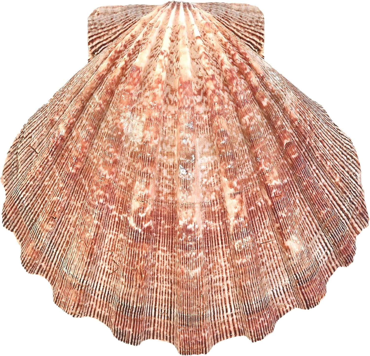 Large Red and Orange Lion Paw Shell Figurine