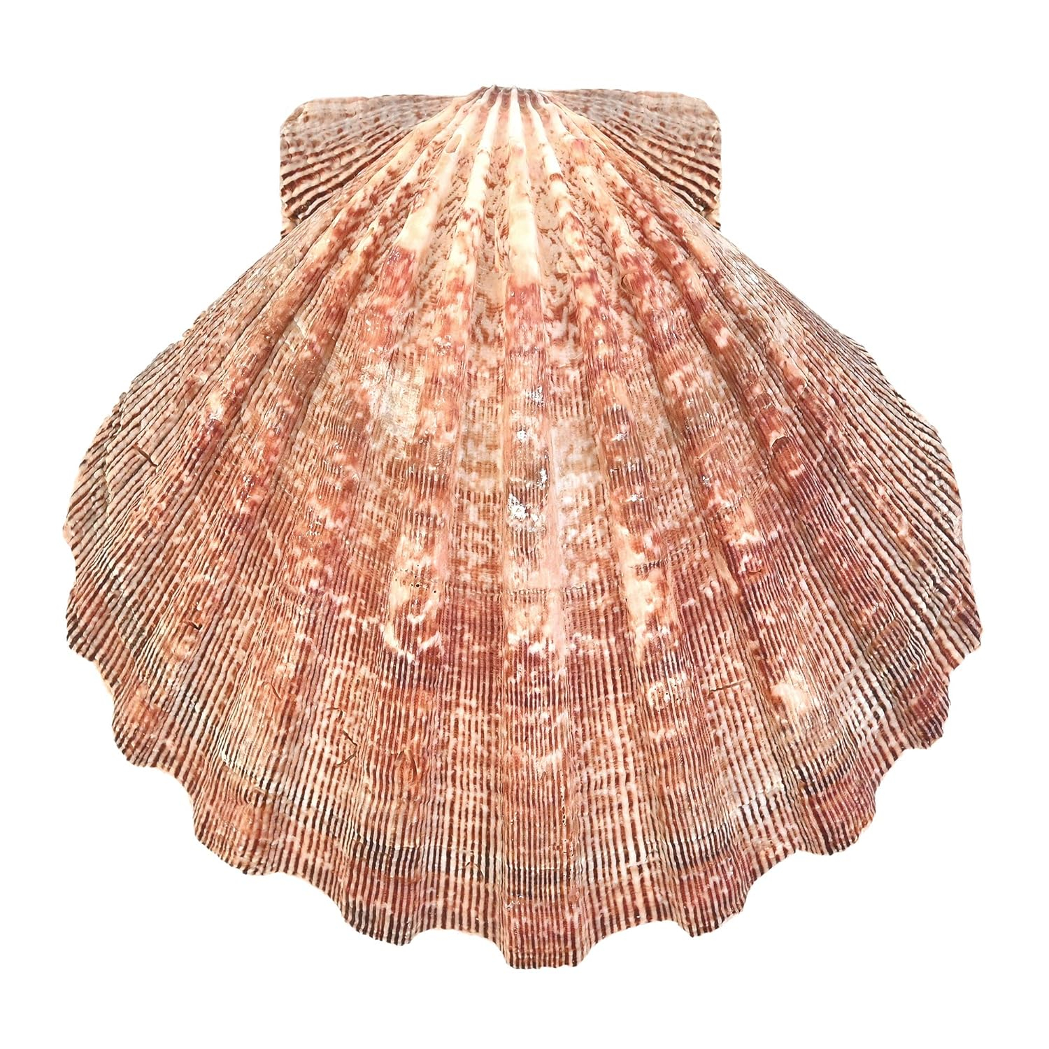 Large Red and Orange Lion Paw Shell Figurine