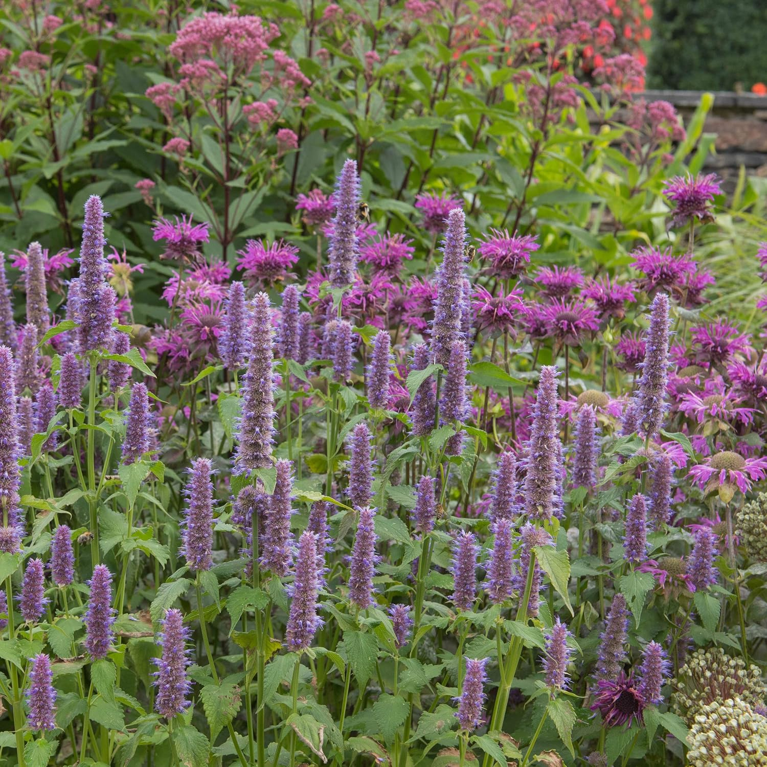 Purple Lavender Anise Hyssop Herb Seeds for Outdoor Planting