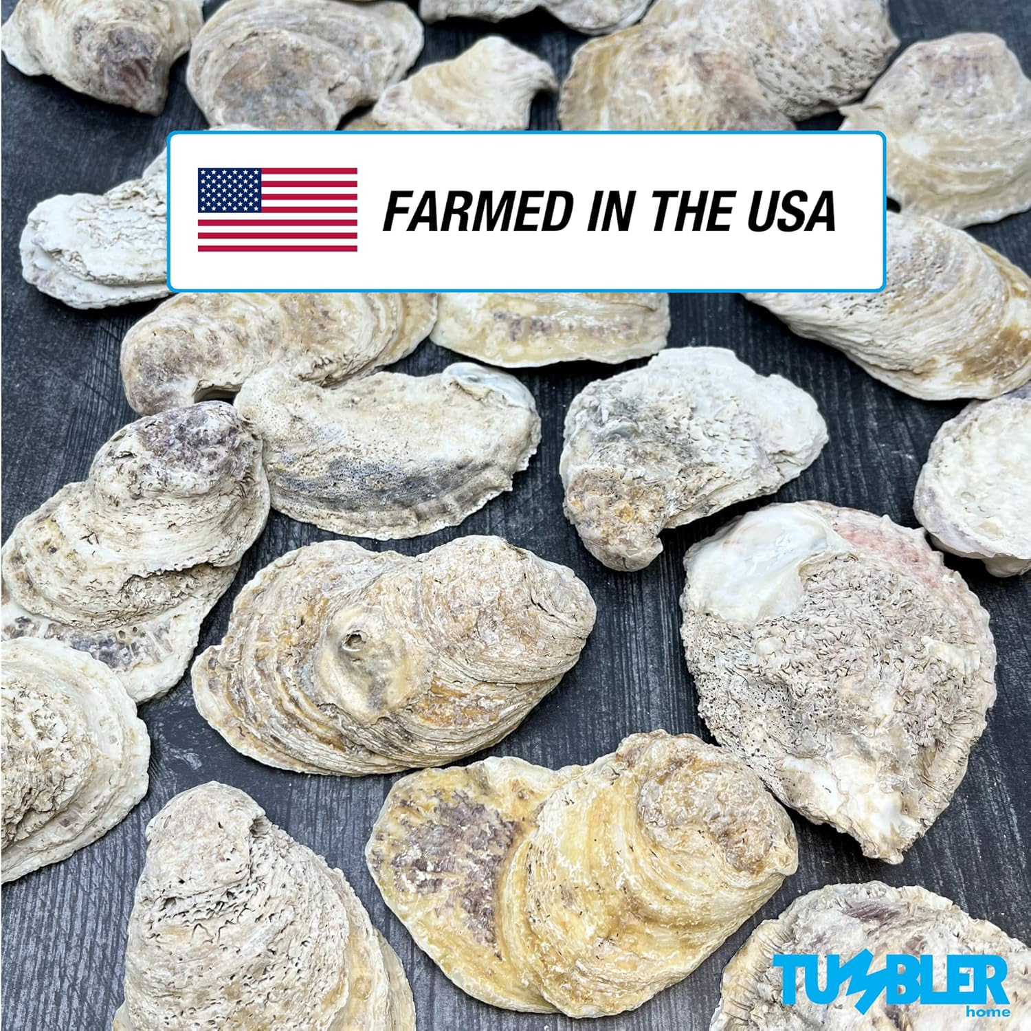 Oyster Shells for Crafts, 3" - 4" Large Oyster Shells, 20PCS Bulk Bag for DIY Crafting, Decoupage, Christmas Ornaments, Wreaths, Weddings, Beach Decor Arts & Crafts. Farmed in USA