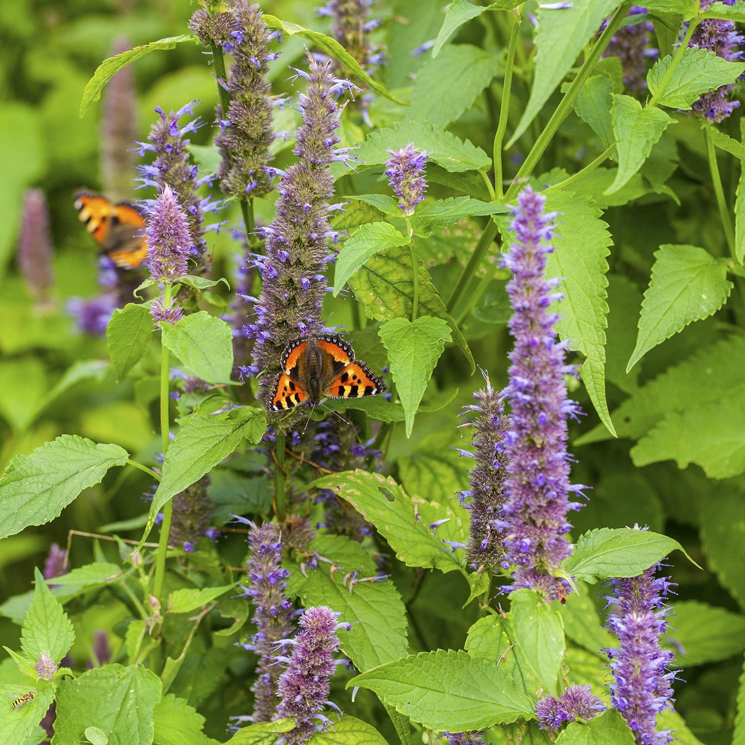 Purple Lavender Anise Hyssop Herb Seeds for Outdoor Planting
