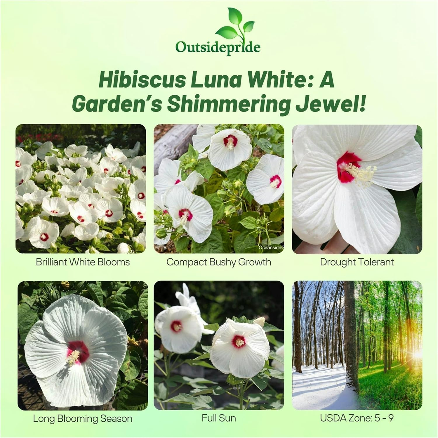 Luna White Hibiscus Seeds with Large Red-Centered Blooms