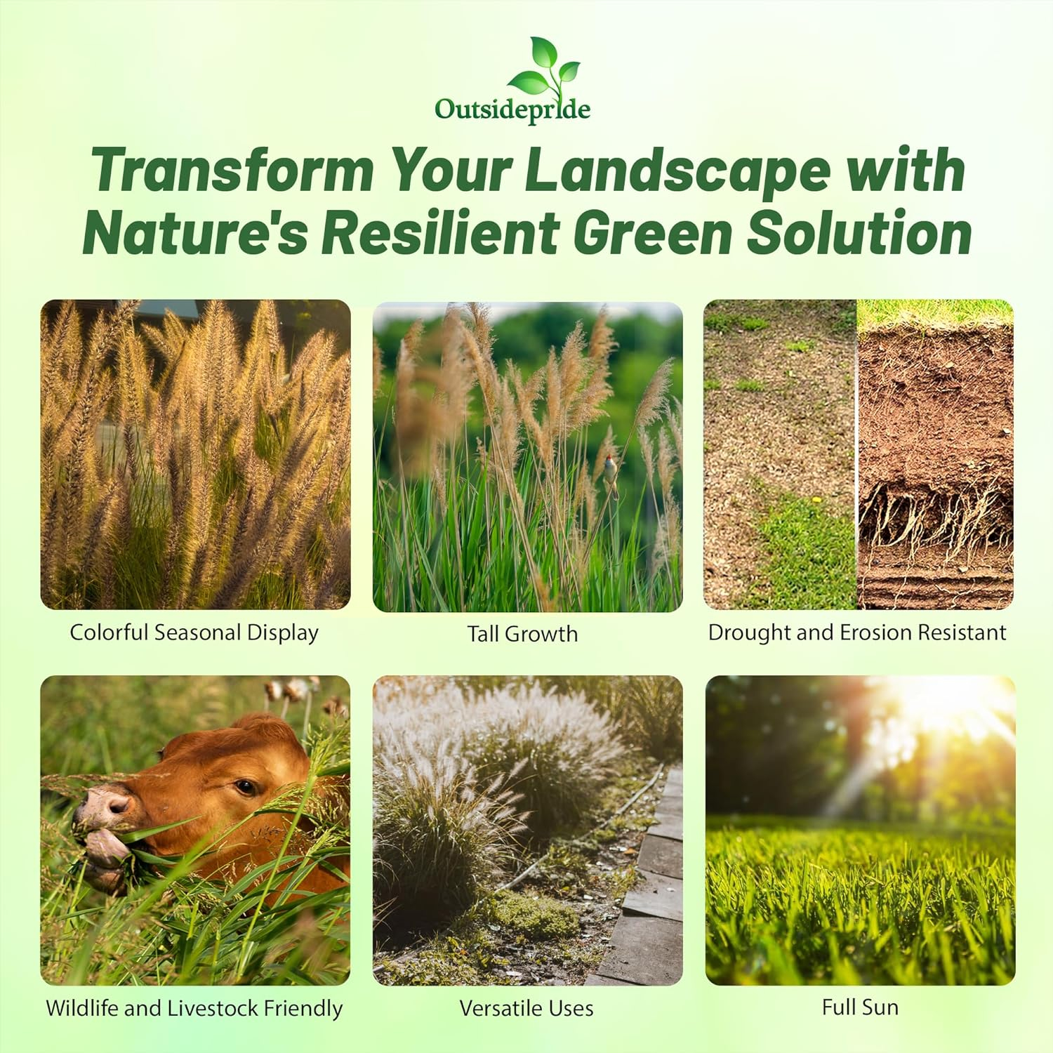 Outsidepride Indian Native Grass Seed - 5 lbs. Perennial, Low Maintenance, Drought-Tolerant Prairie Grass Seed for Wildlife Habitat, Livestock Forage, Ornamental Landscaping & Erosion Control