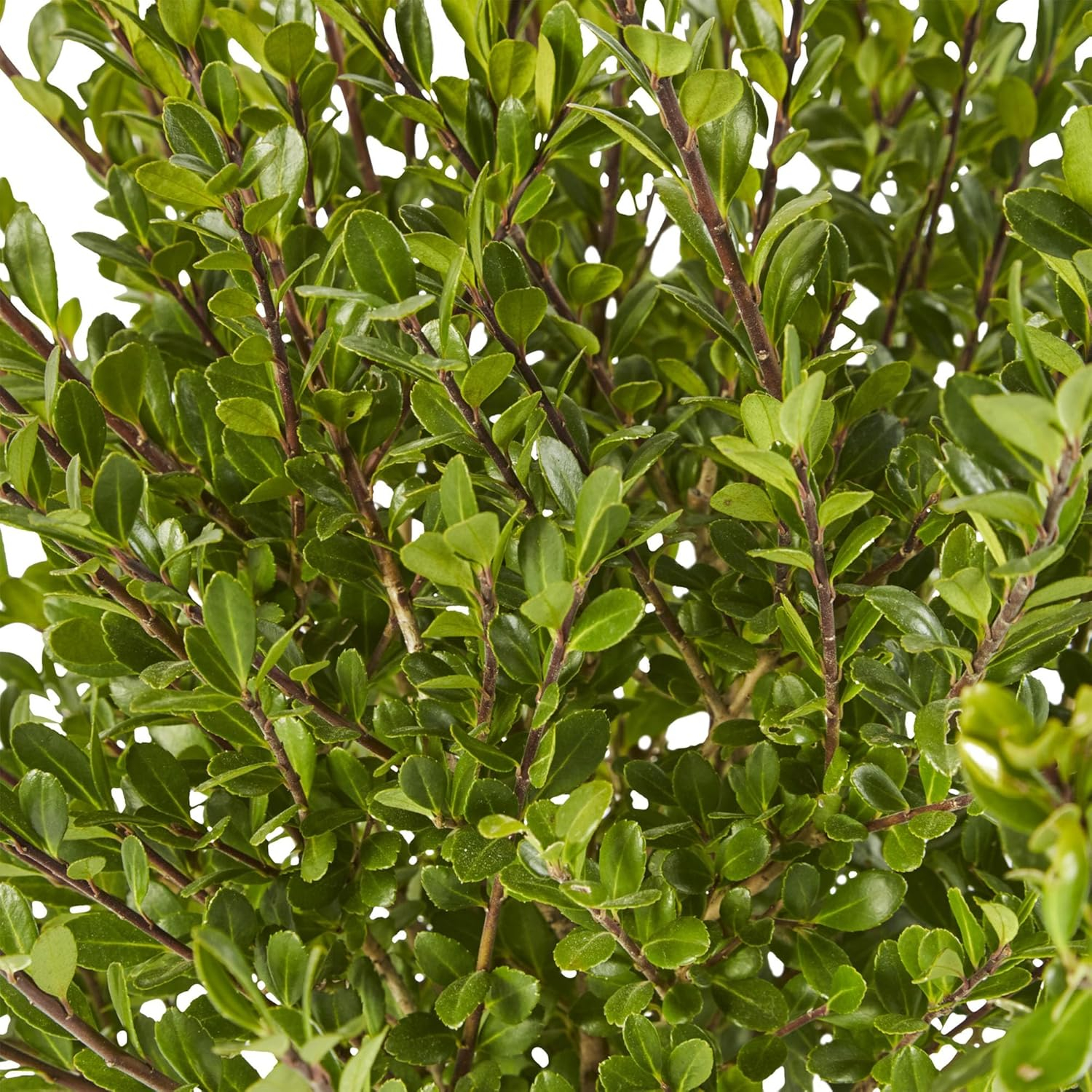 Steeds Upright Japanese Holly (Ilex) Shrub (7 Gallon)