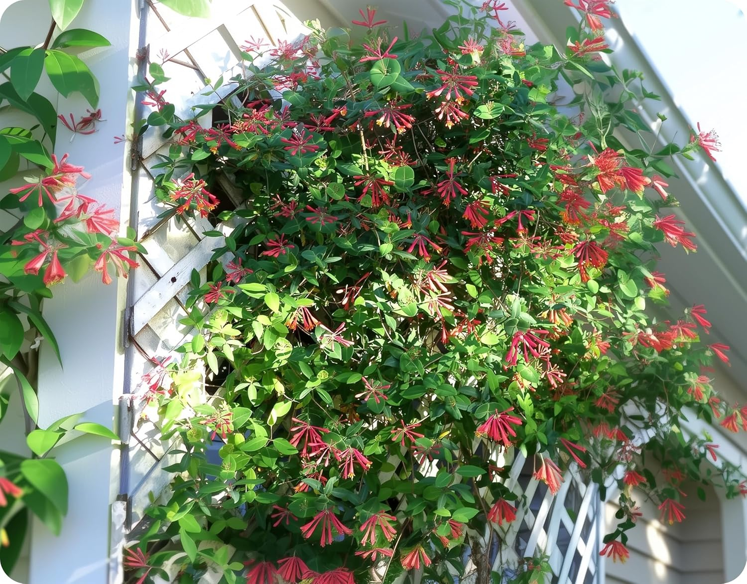 Coral Honeysuckle 3-Pack Live Plants for Hummingbirds