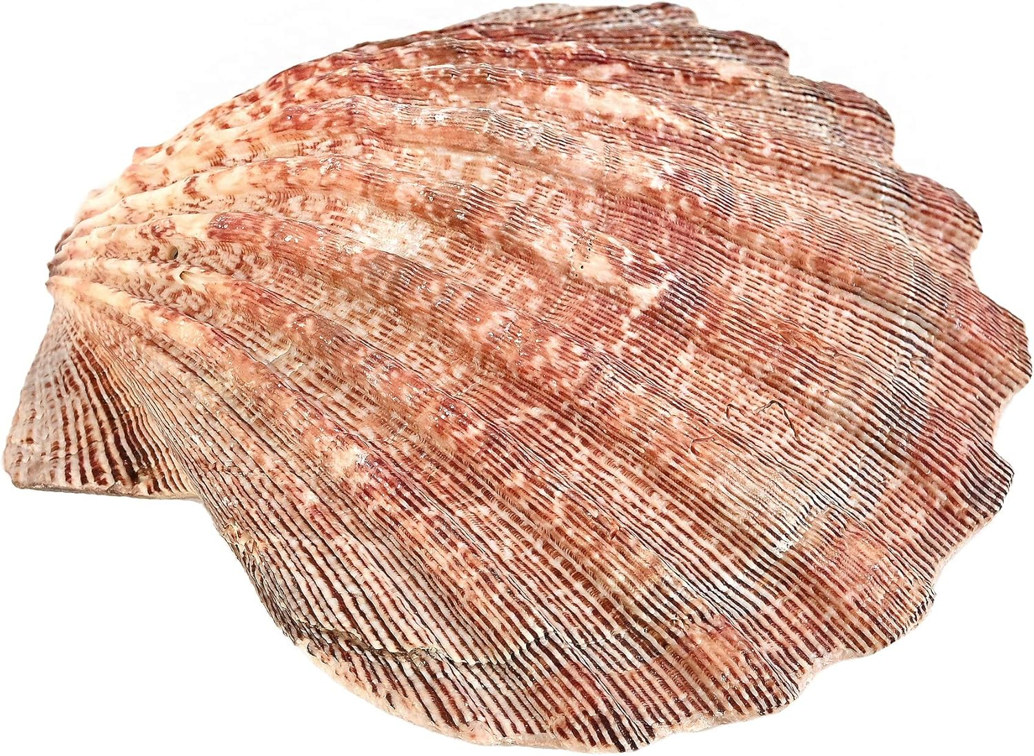 Large Red and Orange Lion Paw Shell Figurine