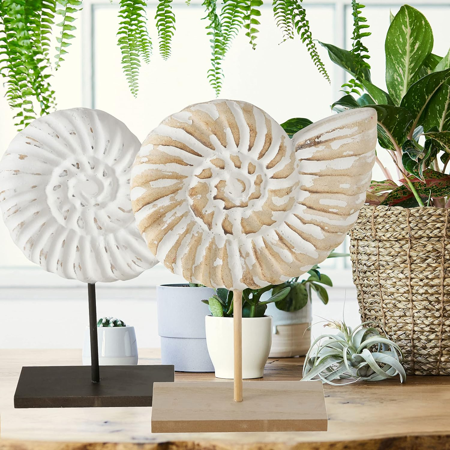 Hand Carved White and Natural Nautilus Shell Sculptures with MDF Wood Base