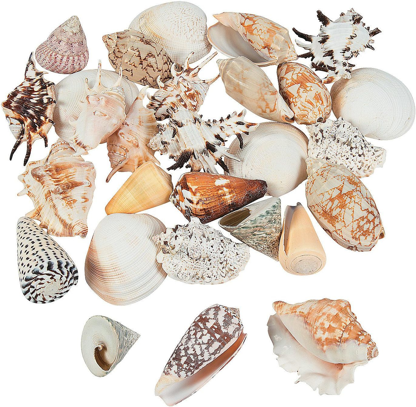 Large Size Seashell Assortment 5 Lbs - Craft Supplies - 1 Piece