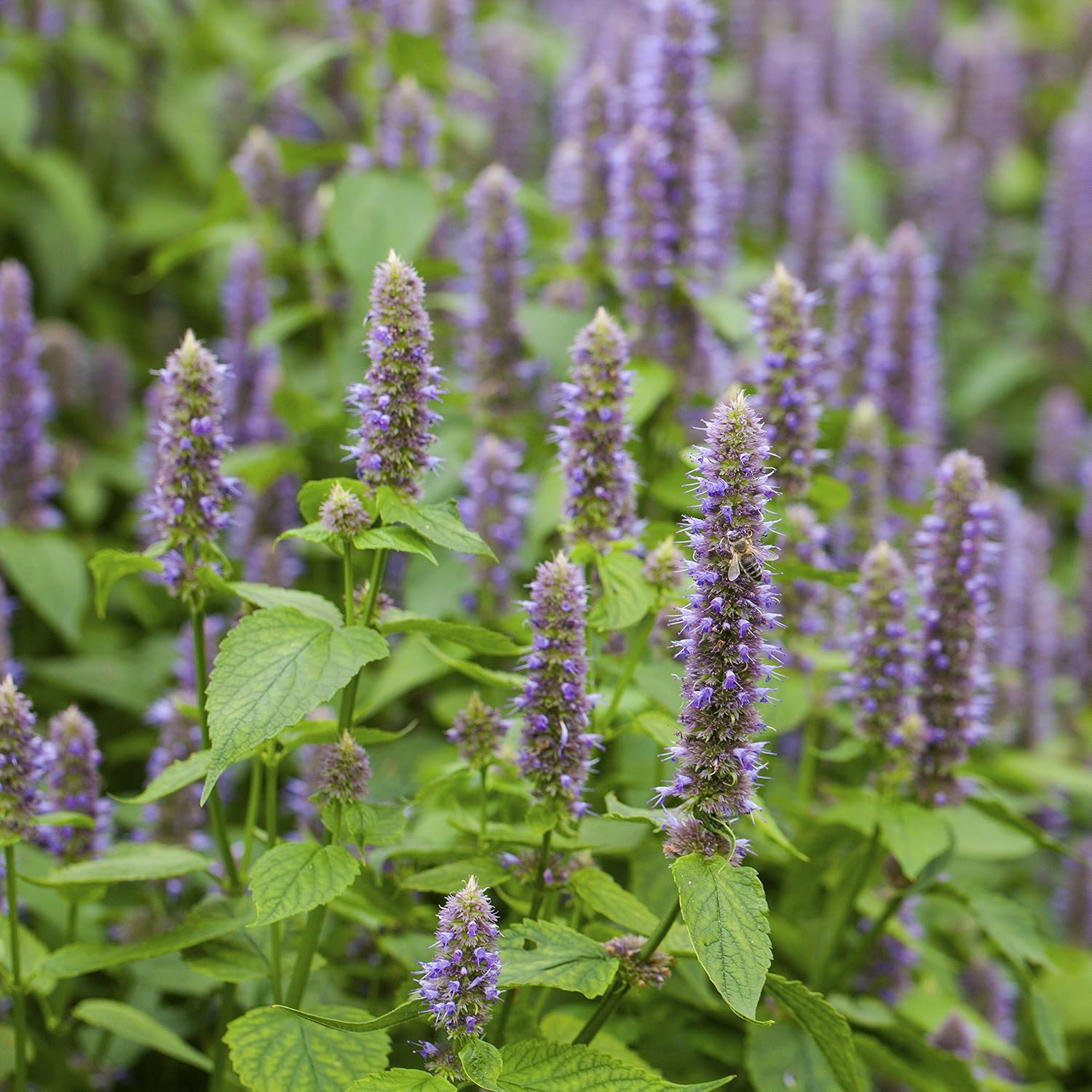 Purple Lavender Anise Hyssop Herb Seeds for Outdoor Planting