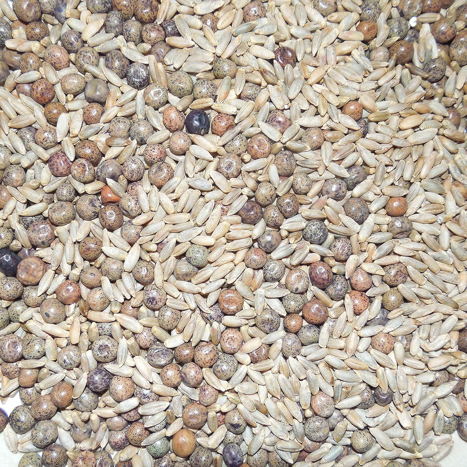 Antler King Fall-Winter-Spring Food Plot Blend