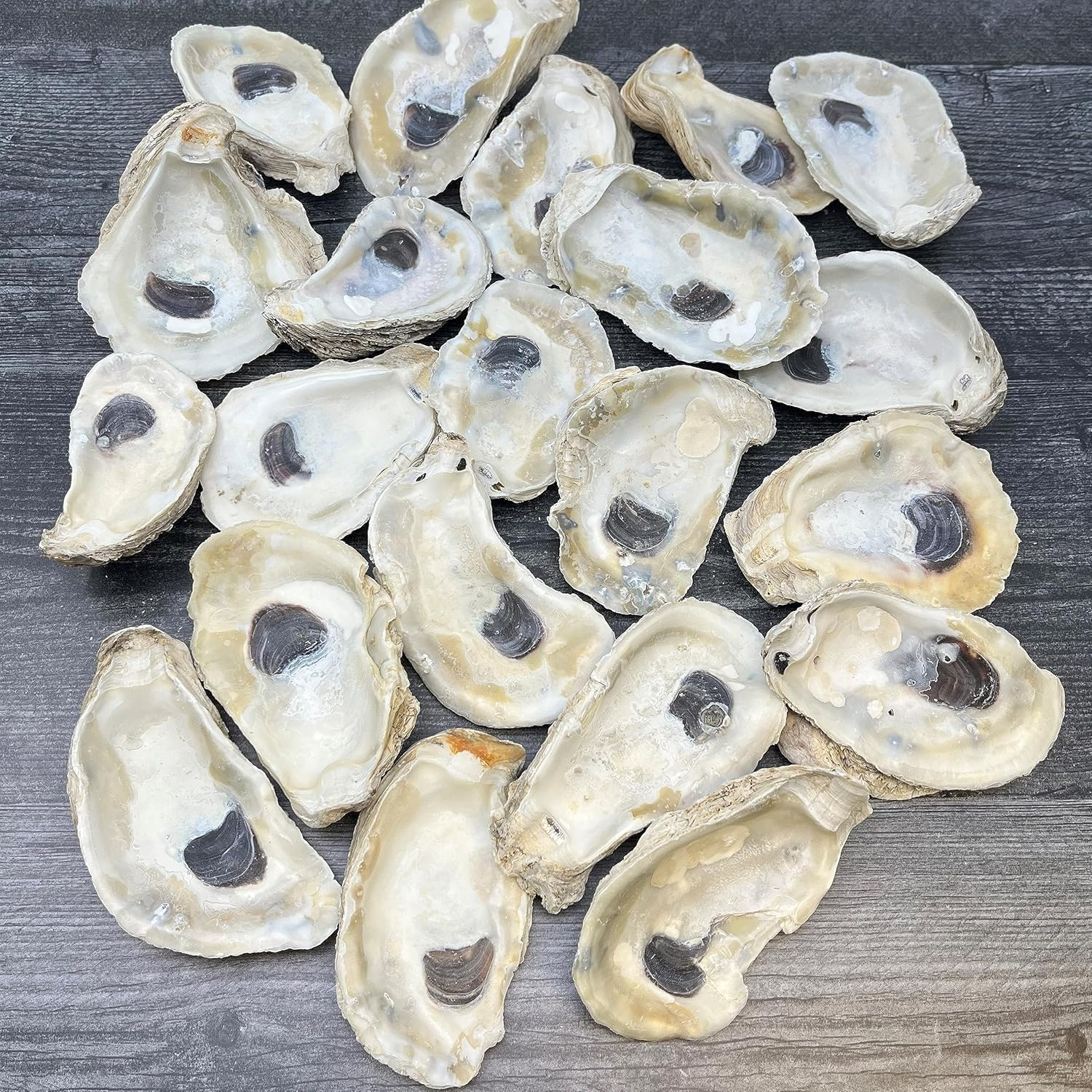 Oyster Shells for Crafts, 3" - 4" Large Oyster Shells, 20PCS Bulk Bag for DIY Crafting, Decoupage, Christmas Ornaments, Wreaths, Weddings, Beach Decor Arts & Crafts. Farmed in USA