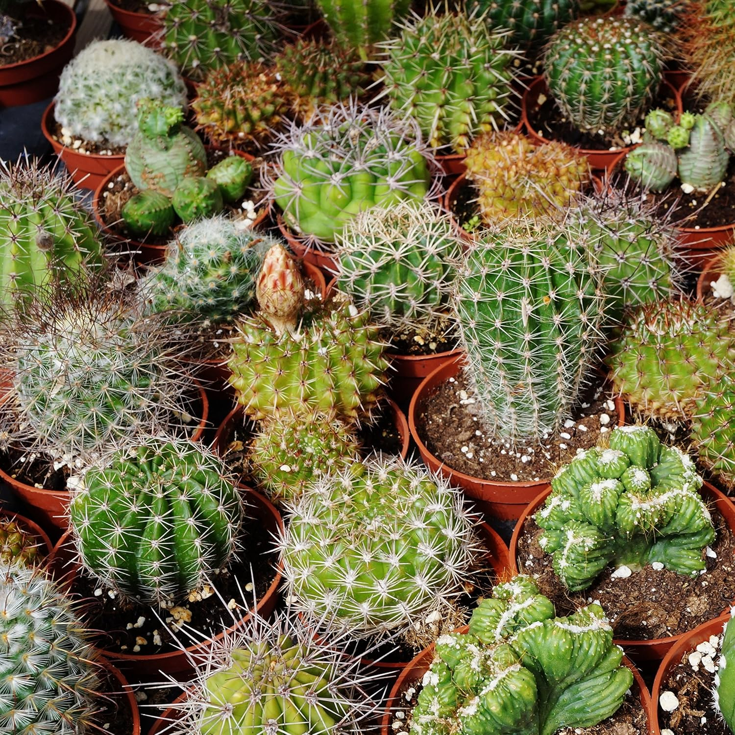 2000 Seeds Green and Brown Cactus Succulent Mix