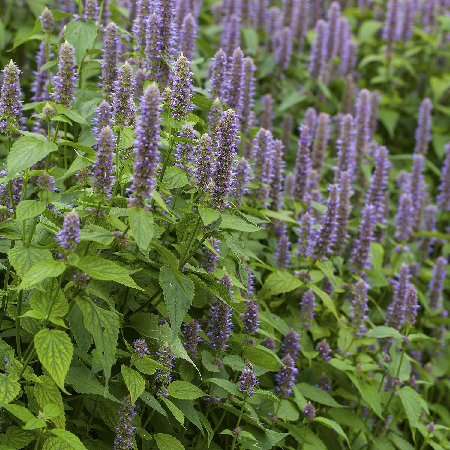 Purple Lavender Anise Hyssop Herb Seeds for Outdoor Planting