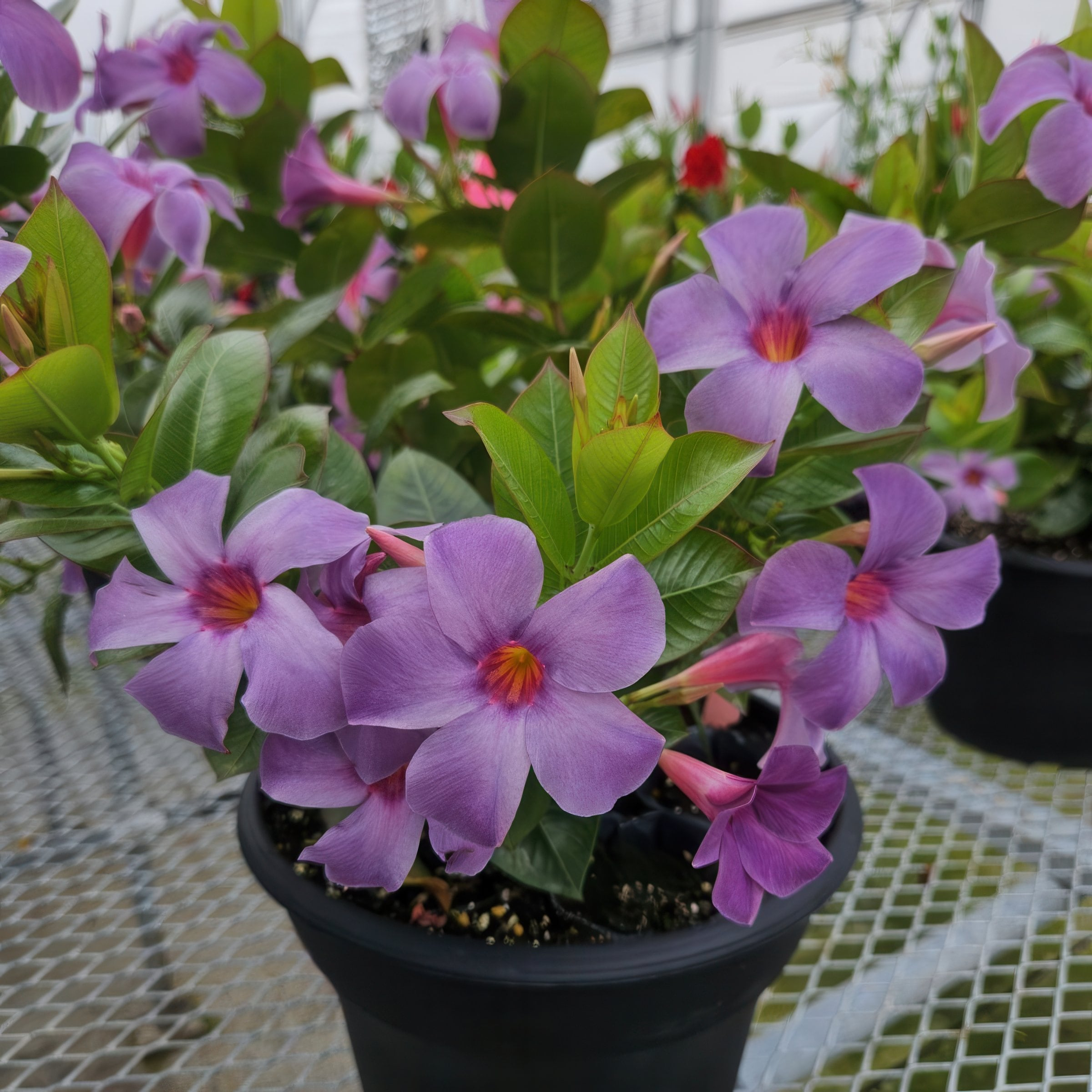 Blue Mandevilla Bluephoria Summer 4-inch Pot 3-Pack