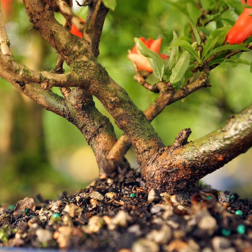 Brussel's Bonsai -in Orange Feature Dwarf Pomegranate In pot (with soil)