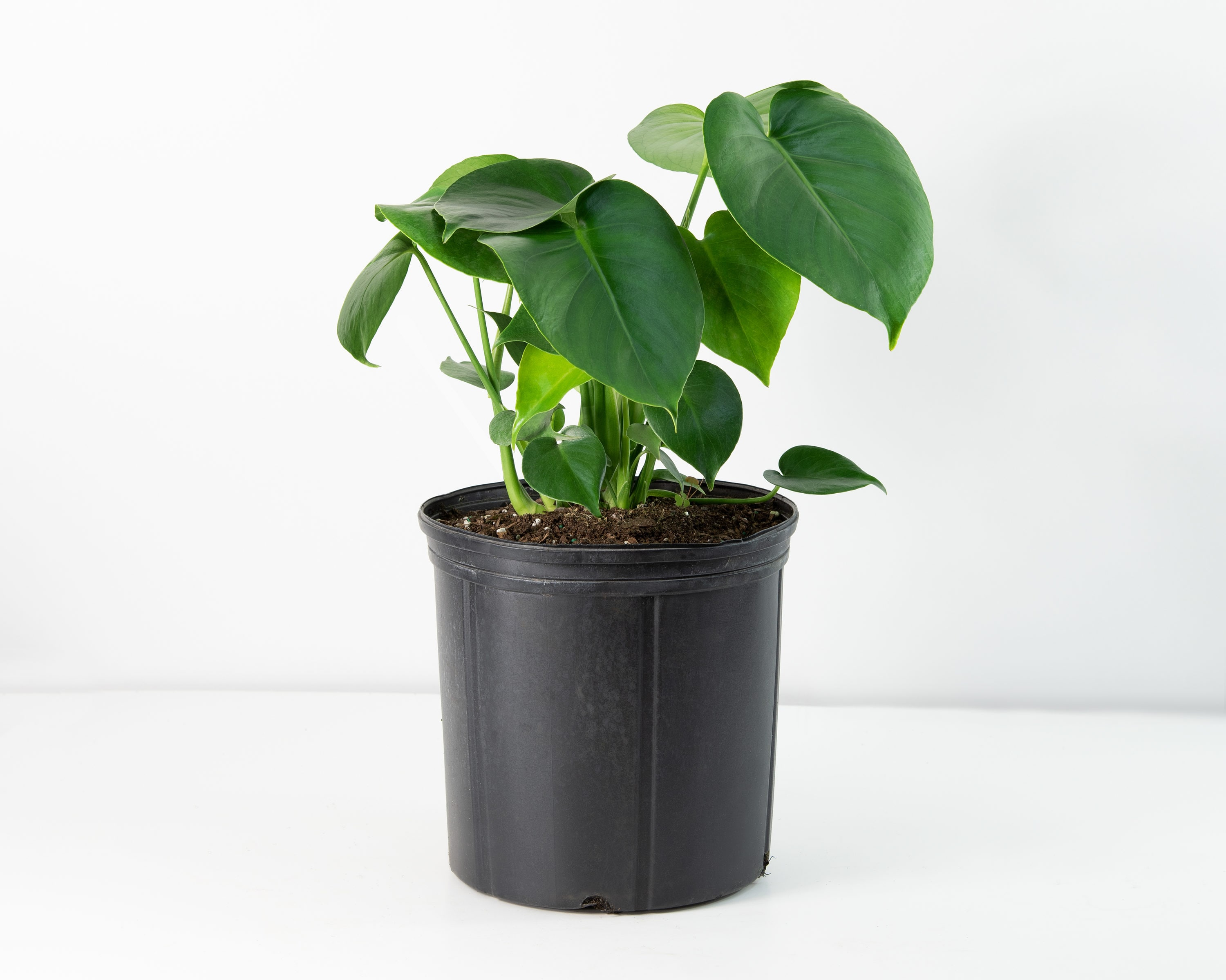 10" Monstera Swiss Cheese Plant - National Plant Network