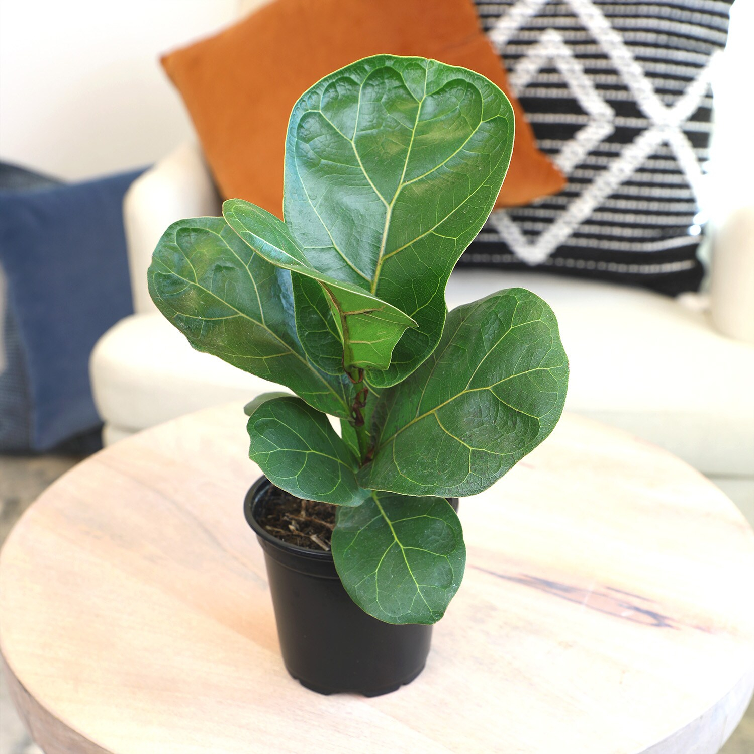 Tall Black Plastic Planter with Fiddle Leaf Fig