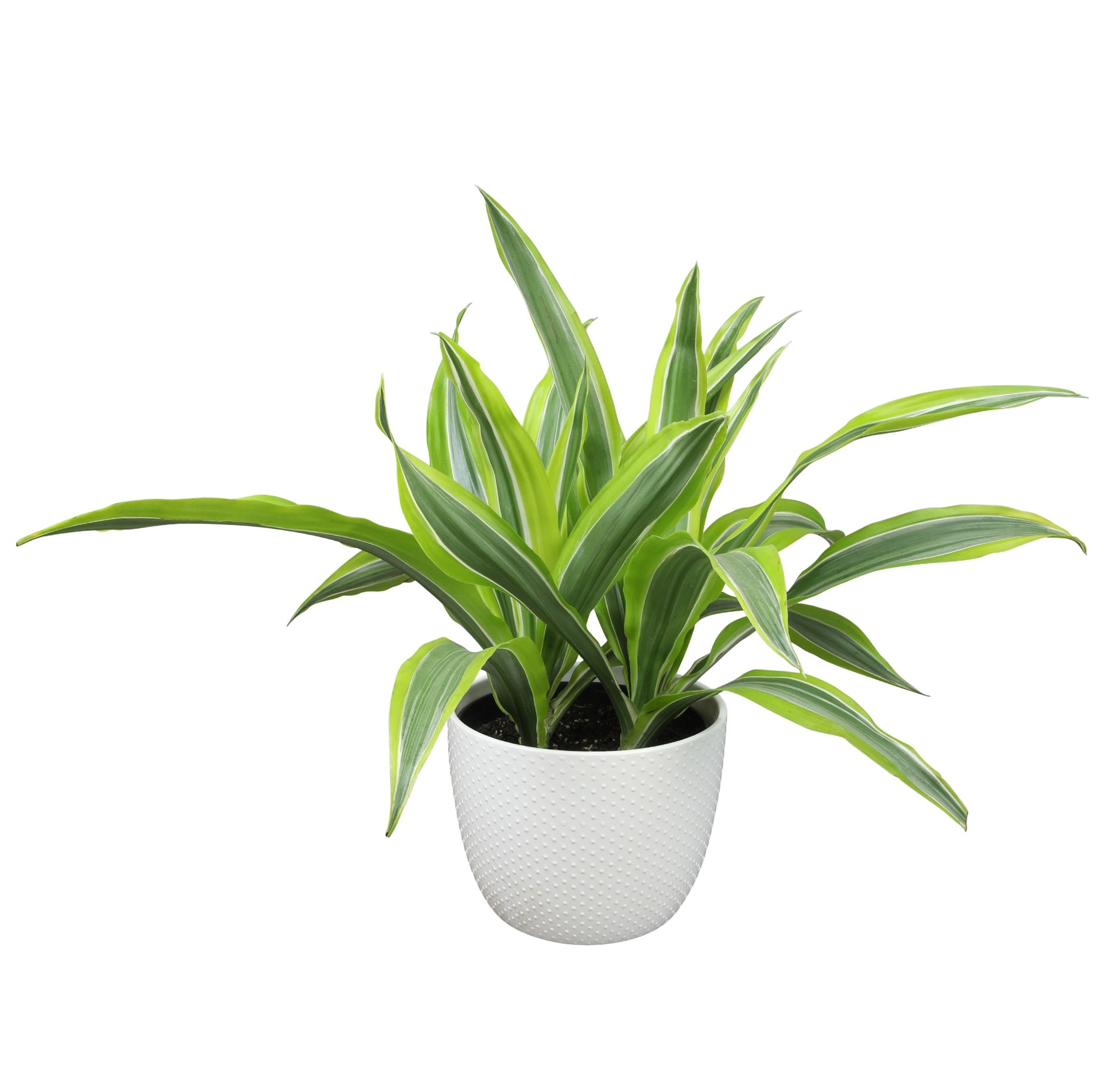 Lemon Lime Corn Plant in 6" White Décor Pot | Easy Care, Filtered Sun | Element by Altman Plants